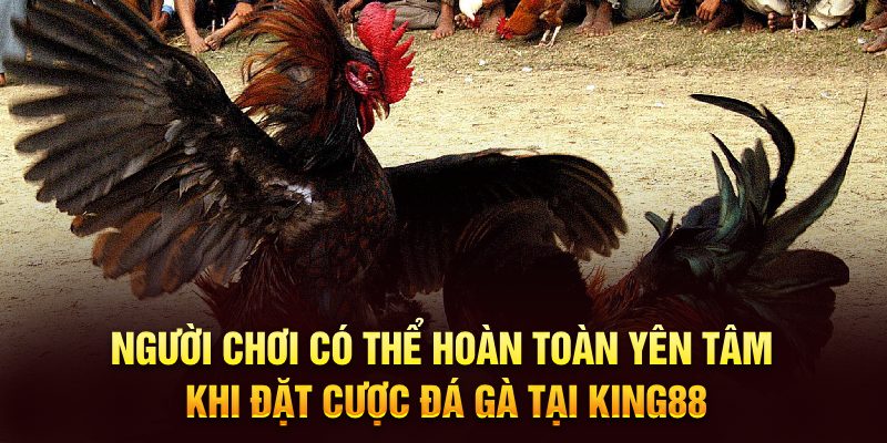 Người chơi có thể hoàn toàn yên tâm khi đặt cược đá gà tại KUBET
