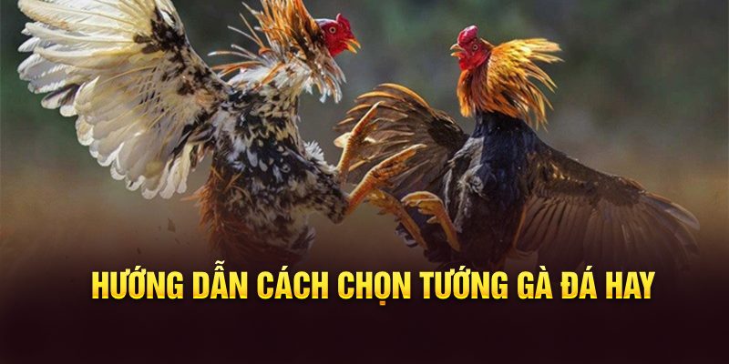 Hướng dẫn cách chọn tướng gà đá hay