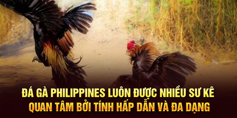 Đá gà Philippines luôn được nhiều sư kê quan tâm bởi tính hấp dẫn và đa dạng
