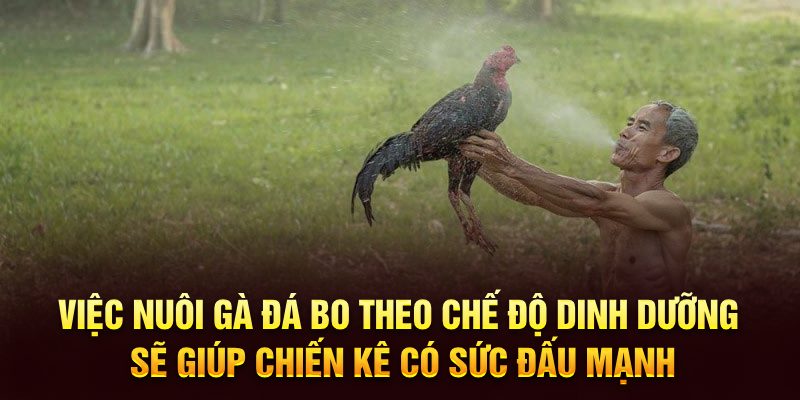 Việc nuôi gà đá bo theo chế độ dinh dưỡng sẽ giúp chiến kê có sức đấu mạnh
