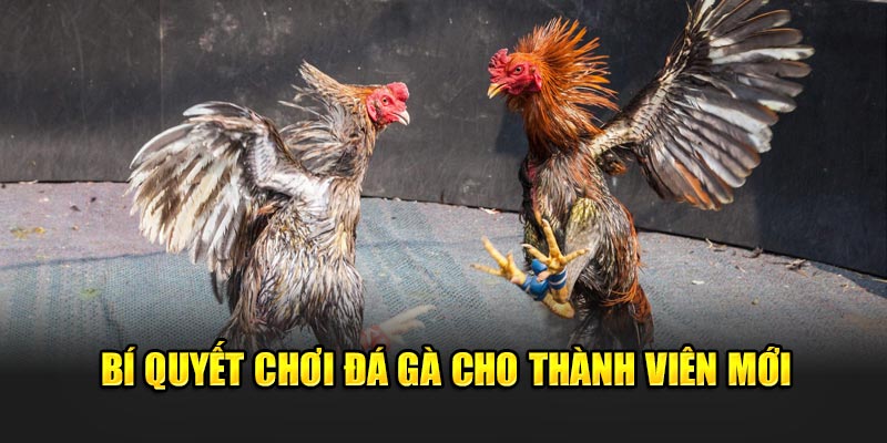 bi-quyet-choi-da-ga-cho-thanh-vien-moi