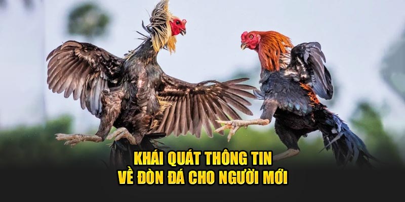 khai-quat-thong-tin-ve-don-da-cho-nguoi-moi