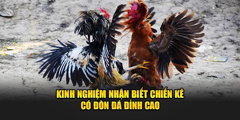 kinh-nghiem-nhan-biet-chien-ke-co-don-da-dinh-cao